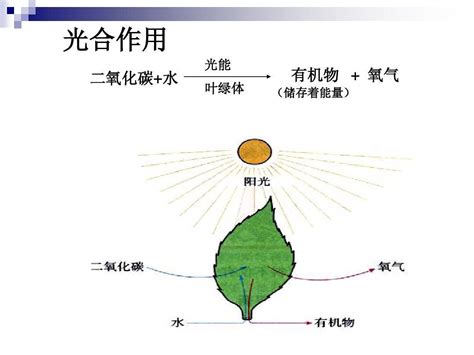 光合作用|8.1：光合作用概述